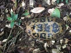 Indotestudo elongata