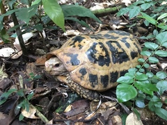 Indotestudo elongata