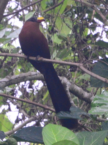 Yellow-Billed Malkoha