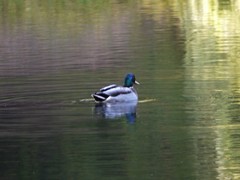 Anas platyrhynchos