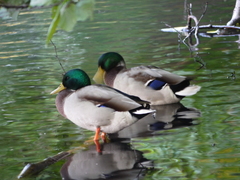 Anas platyrhynchos