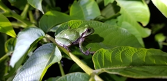 Hyla japonica