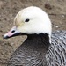 Emperor Goose - Photo (c) Luca Boscain, some rights reserved (CC BY-NC), uploaded by Luca Boscain