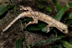 Gunther's Dwarf Gecko photo 1