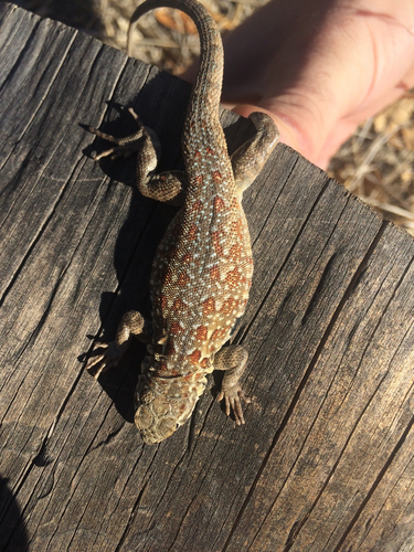 iNaturalist observation photo of Western Side-blotched Lizard