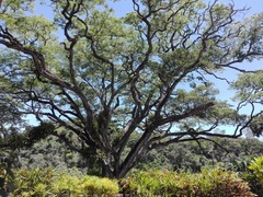 Enterolobium cyclocarpum