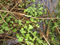 Ranunculus omiophyllus