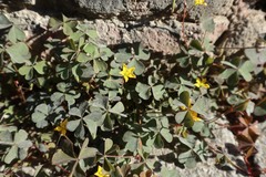 Oxalis corniculata