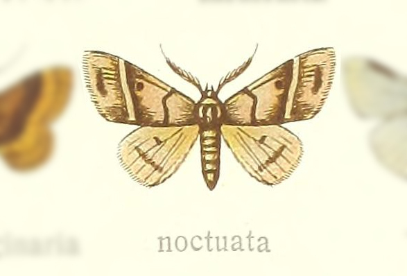 Leptostales noctuata