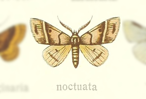 Leptostales noctuata