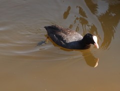 Fulica atra