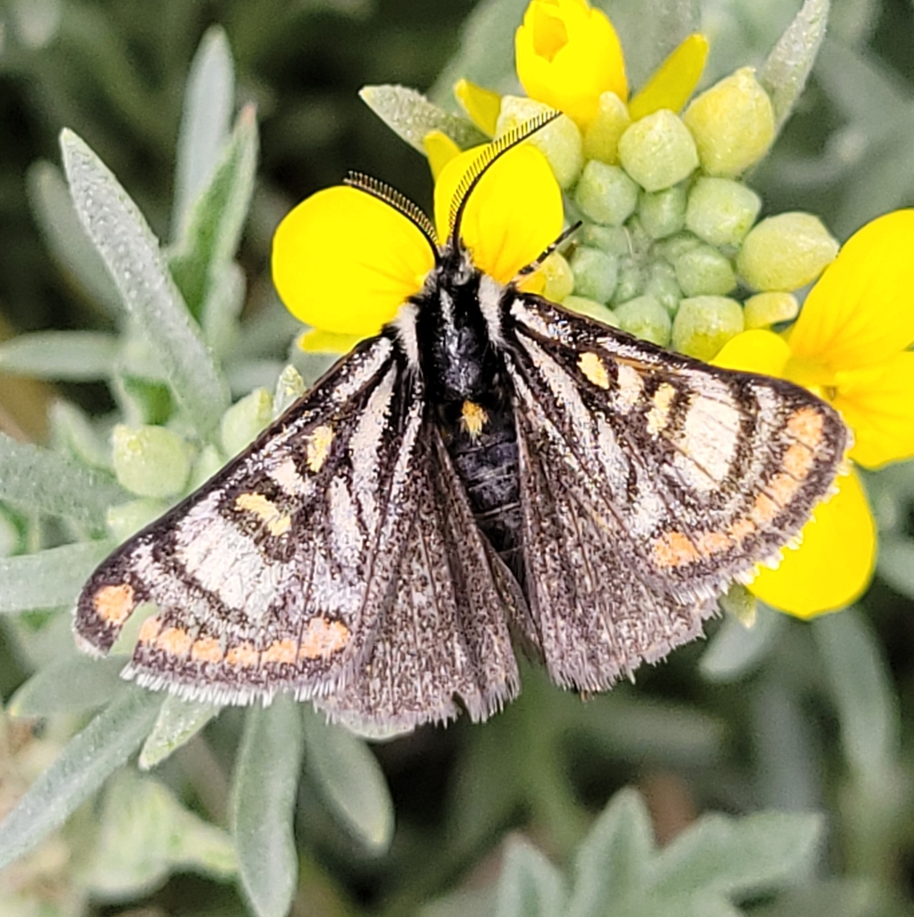 Eupseudomorpha brillians