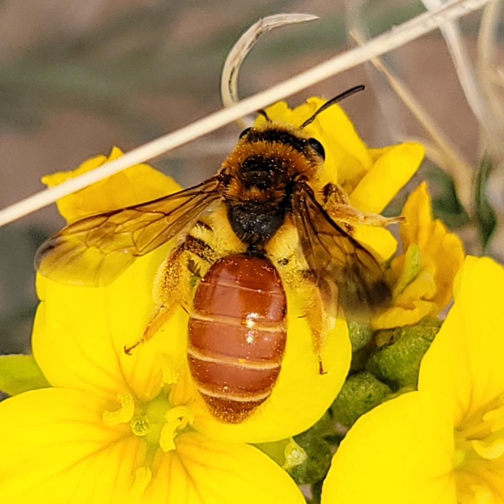 Jessica's Mining Bee