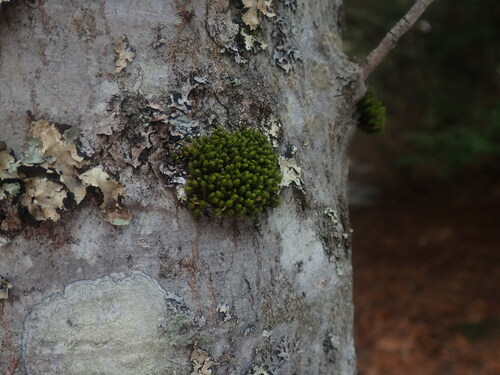 Image of Ulota crispa by no rights reserved