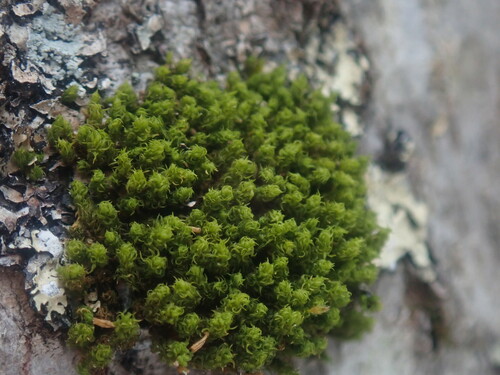 Image of Ulota crispa by no rights reserved