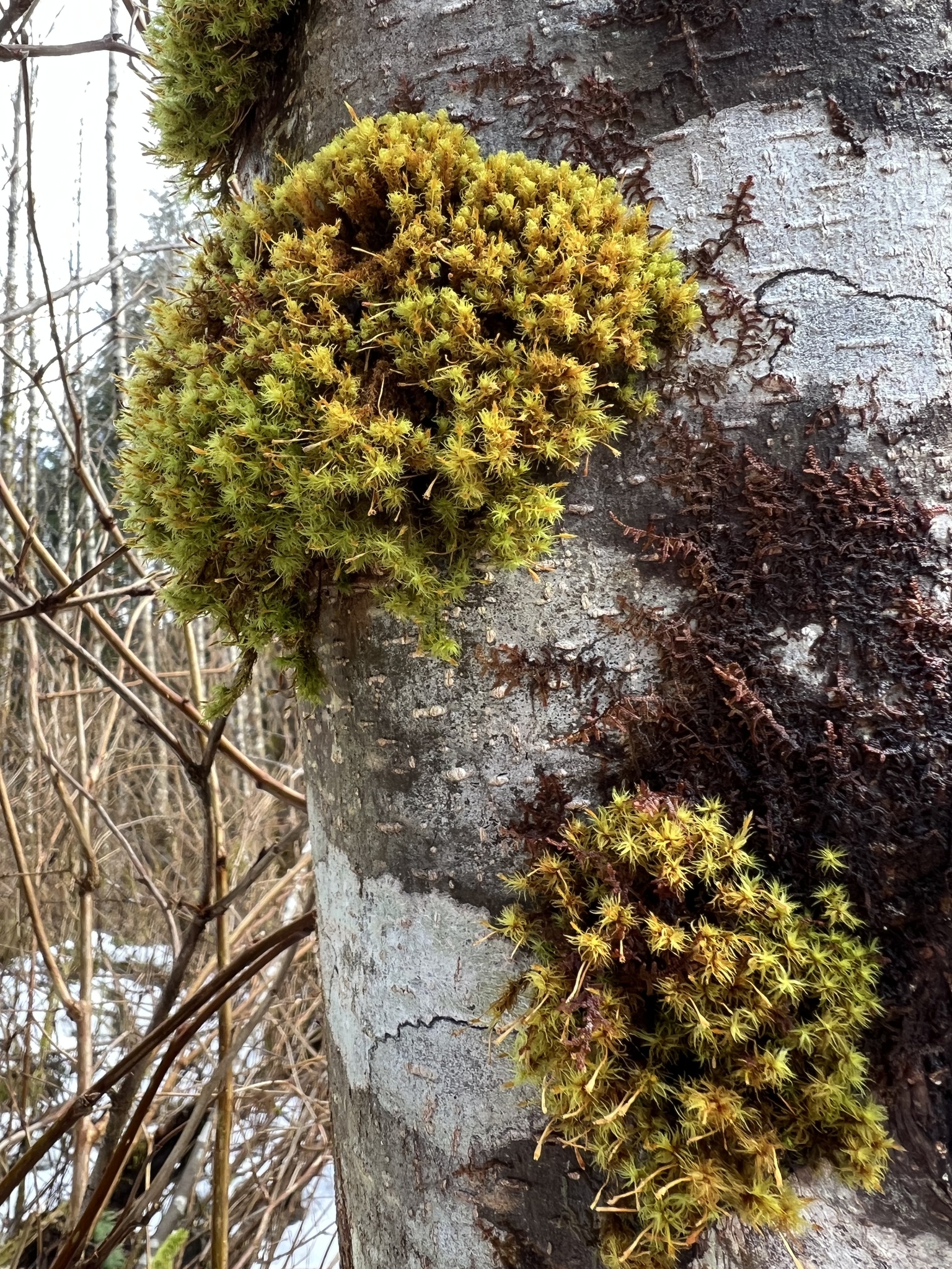 Ulota megalospora