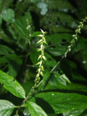 Achyranthes longifolia