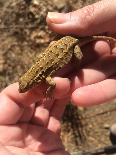 iNaturalist observation photo of Western Side-blotched Lizard