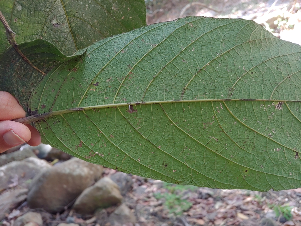 Cordia sulcata; photograph (c) Kurt Miller, some rights reserved (CC BY-SA)