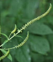 Ambrosia trifida trifida