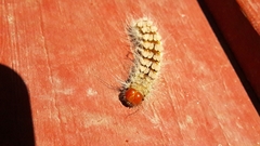 Lichnoptera