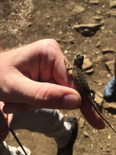 iNaturalist observation photo of Western Fence Lizard