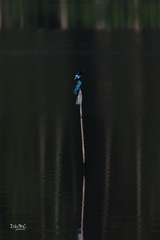 Halcyon cyanoventris