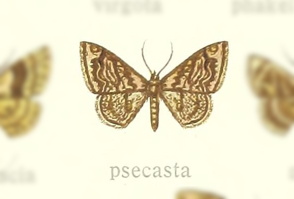 Leptostales psecasta