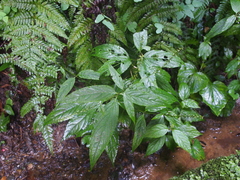 Achyranthes longifolia