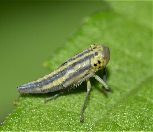 Žalioji Cikadėlė nuotrauka