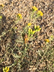 Crossidius suturalis