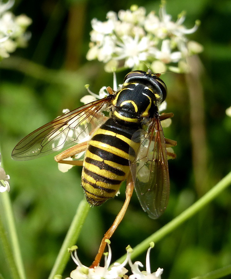 Hornet Flies