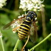 Hornet Flies - Photo (c) Matej Schwarz, some rights reserved (CC BY)