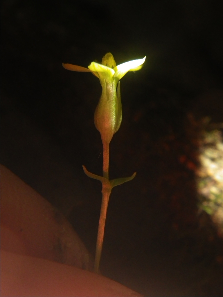 Sebaea junodii