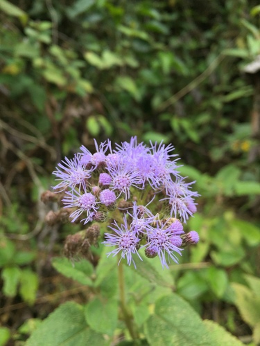 Aristeguietia lamiifolia, photograph 4