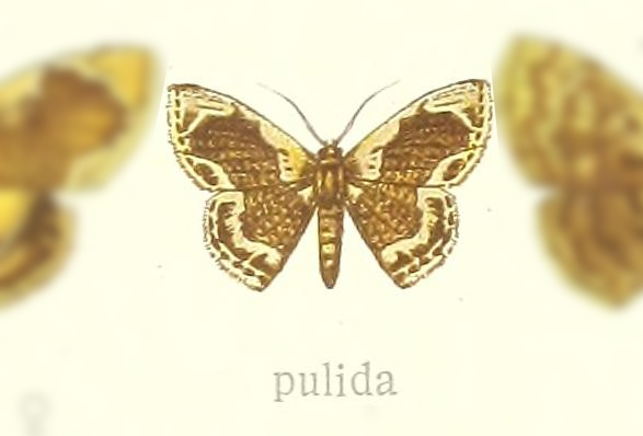 Leptostales pulida