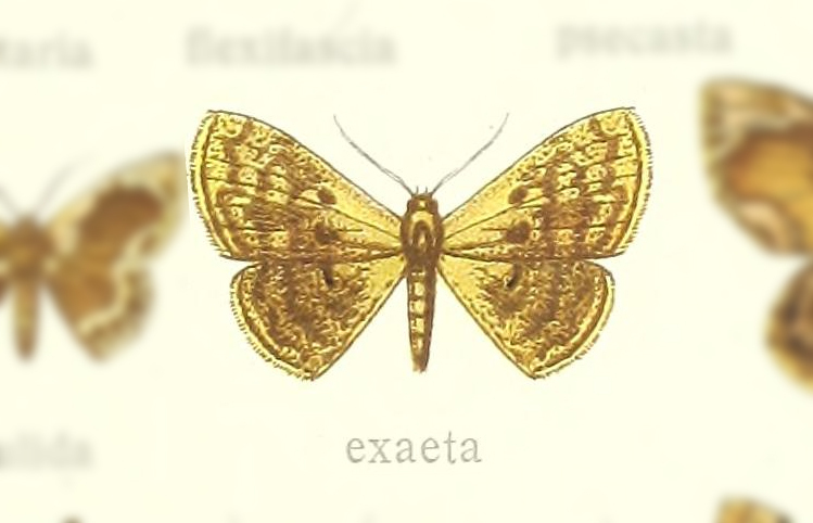 Leptostales exaeta