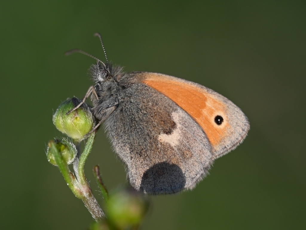 Kleines Wiesenvögelchen
