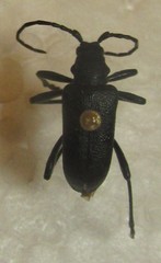 Neanthophylax tenebrosus