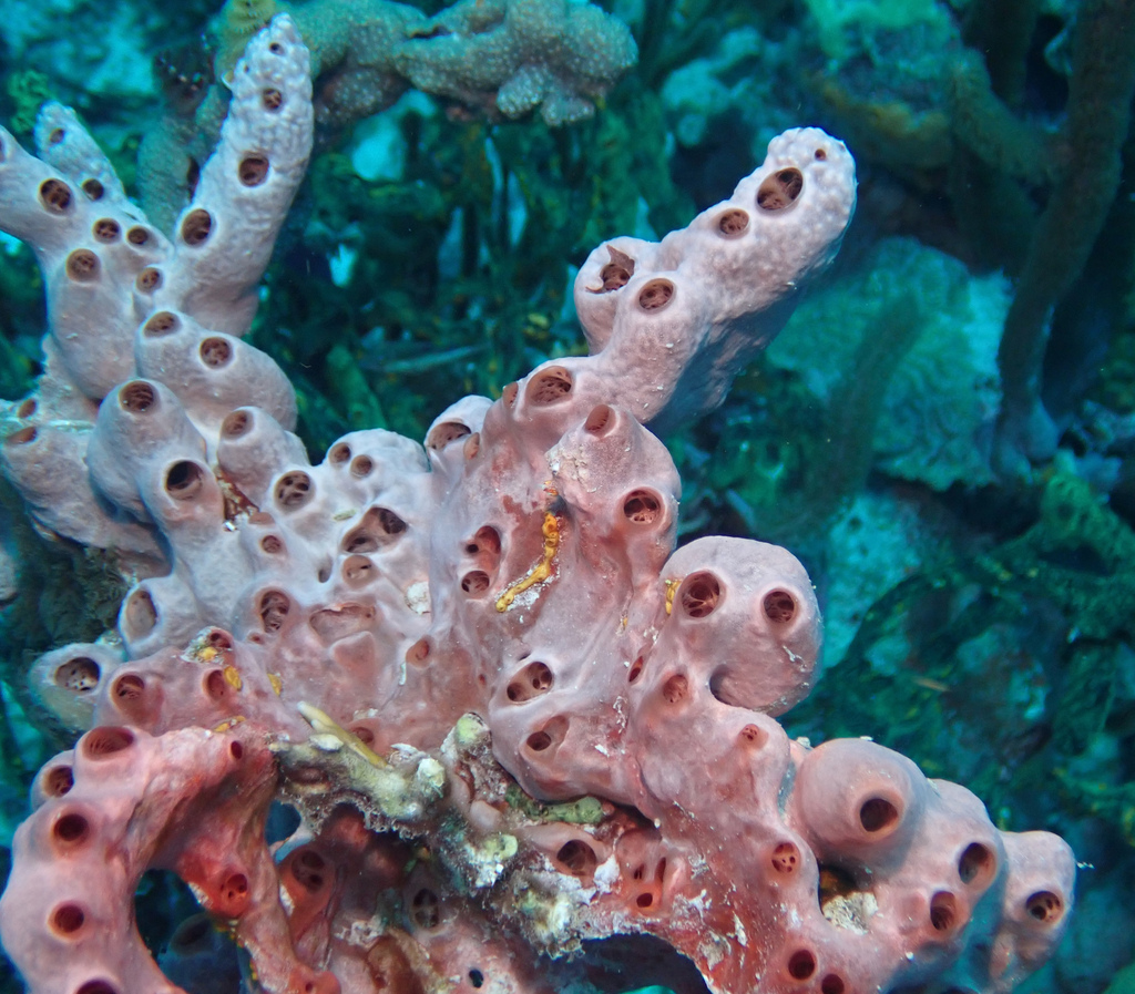 Lumpy Overgrowing Sponge