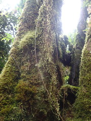 Aerobryopsis longissima