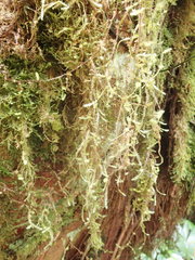 Aerobryopsis longissima