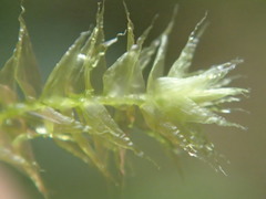 Aerobryopsis longissima