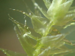 Aerobryopsis longissima