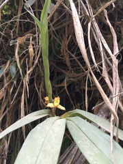 Maxillaria pardalina