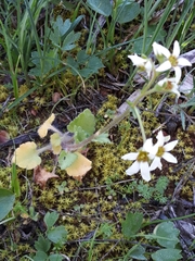 Saxifraga carpetana image