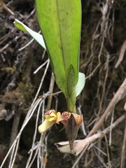 Maxillaria pardalina