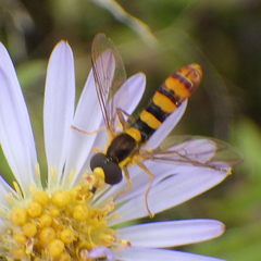 Sphaerophoria philanthus