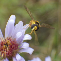 Sphaerophoria philanthus
