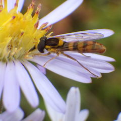 Sphaerophoria philanthus